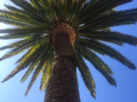 Evergreen Tree & Gardening Service
